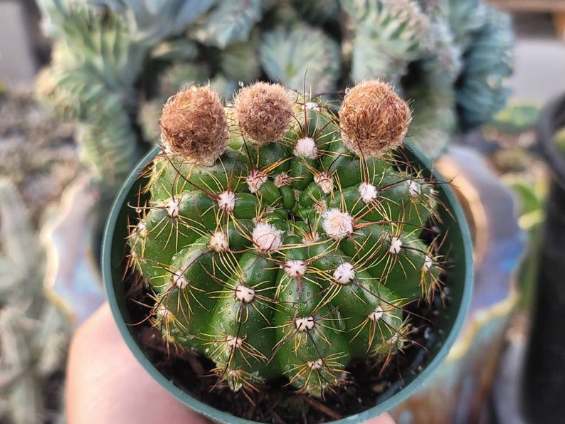 Notocactus Ottonis Indian Head 4 Pot Yellow Flower image 1