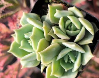 Echeveria Lola 2" - Tripple Plant