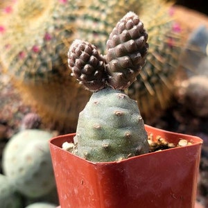 May include: A small cactus plant with two spiky, brown, cone-shaped growths on top, growing in a red plastic pot.