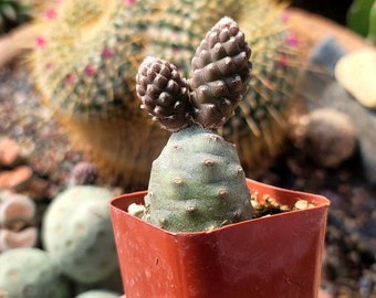 Pinecone Cactus 2"