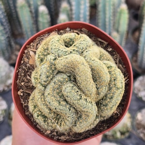 May include: A close-up of a small, green cactus with a unique, brain-like shape. The cactus is potted in a red terracotta pot and surrounded by other cacti.