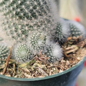 Rebutia Muscula 4 Orange Bloom Color image 6