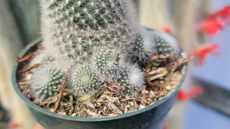 Rebutia Muscula 4 Orange Bloom Color image 6