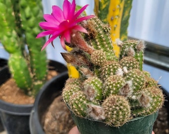 Chamaelobivia 'Rose Quartz' Peanut Cactus - 4"