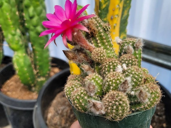 Chamaelobivia 'rose Quartz' Peanut Cactus - 4" - Etsy Norway