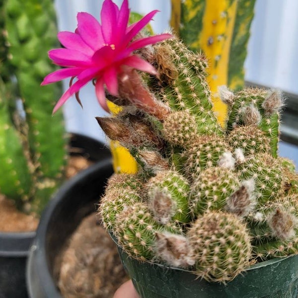 Chamaelobivia 'Rose Quartz' Peanut Cactus - 4"