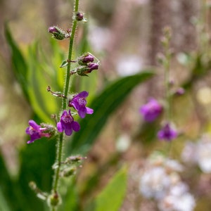 a close up of a plant with purple flowers