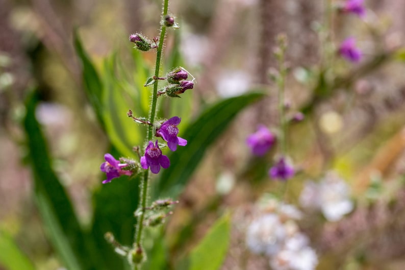a close up of a plant with purple flowers