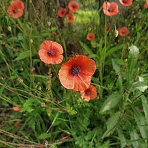 a bunch of flowers that are in the grass
