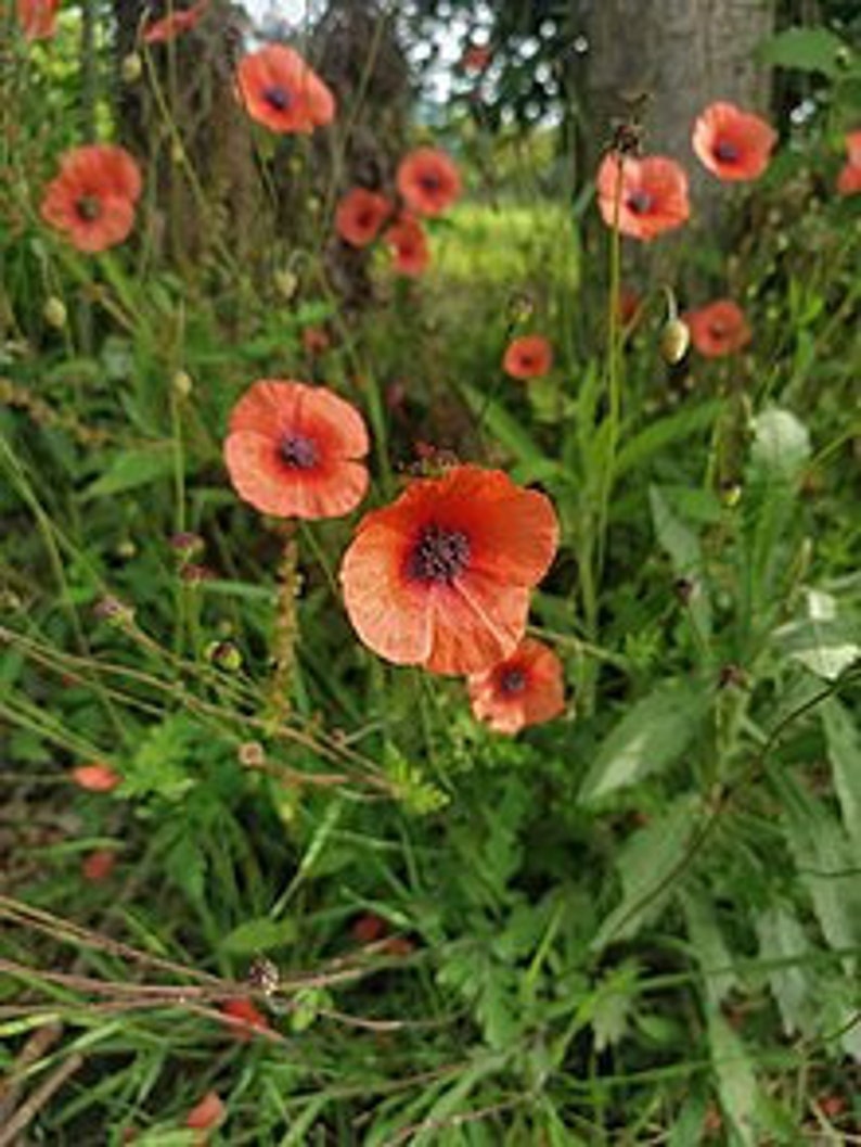a bunch of flowers that are in the grass