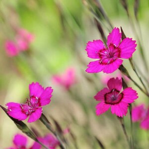 a bunch of pink flowers that are in the grass