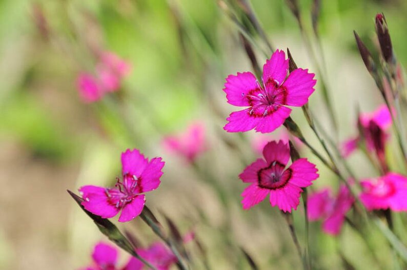 a bunch of pink flowers that are in the grass