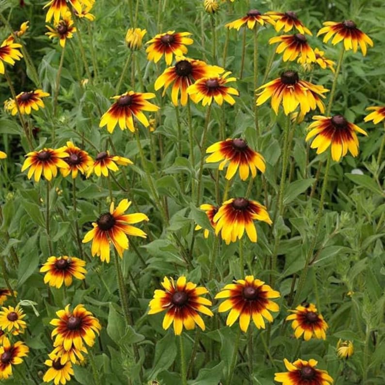 a field full of yellow and brown flowers