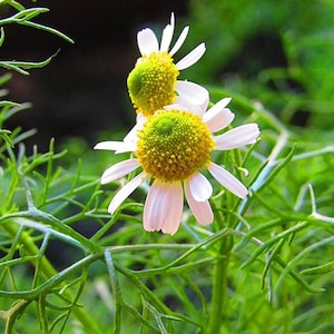 a couple of white flowers sitting on top of a lush green field