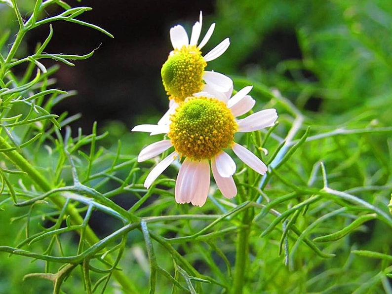 a couple of white flowers sitting on top of a lush green field