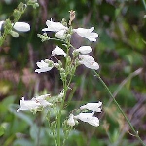 a close up of a white flower in a field