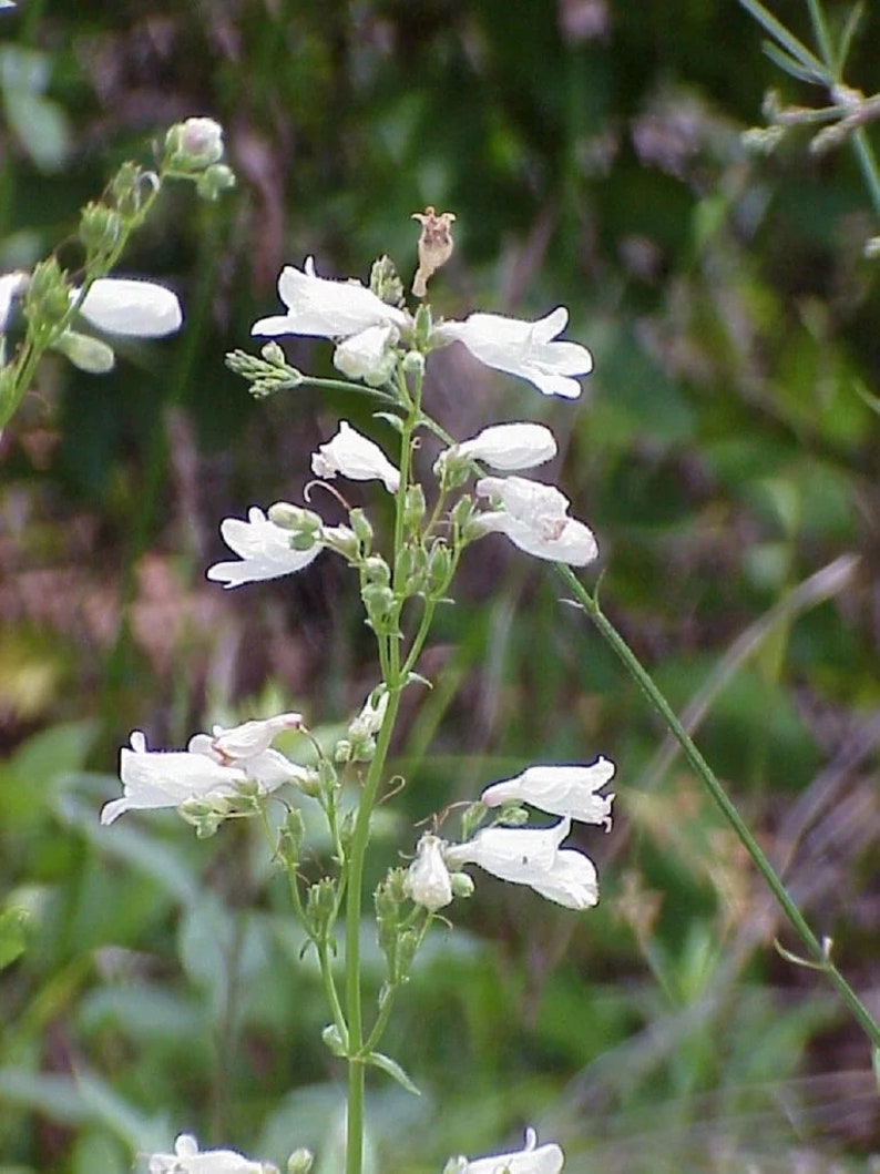 a close up of a white flower in a field