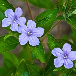 a group of purple flowers with green leaves
