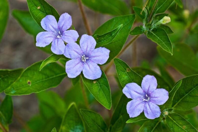 a group of purple flowers with green leaves