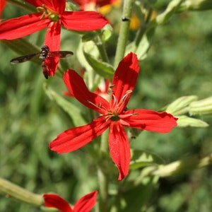 a close up of a red flower with a bee on it