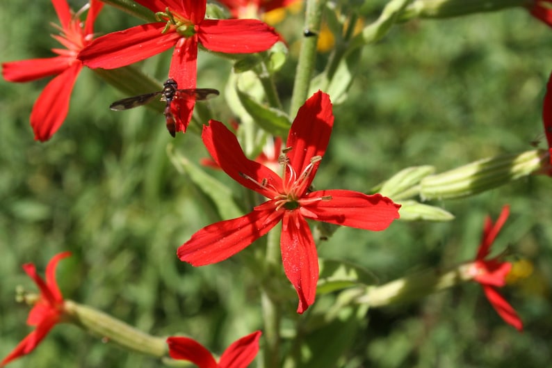 a close up of a red flower with a bee on it