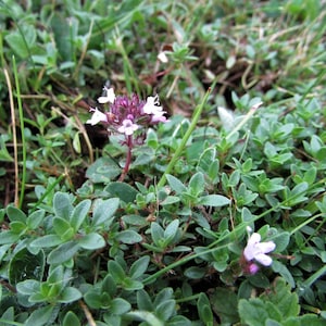 a close up of a small purple flower on a patch of grass