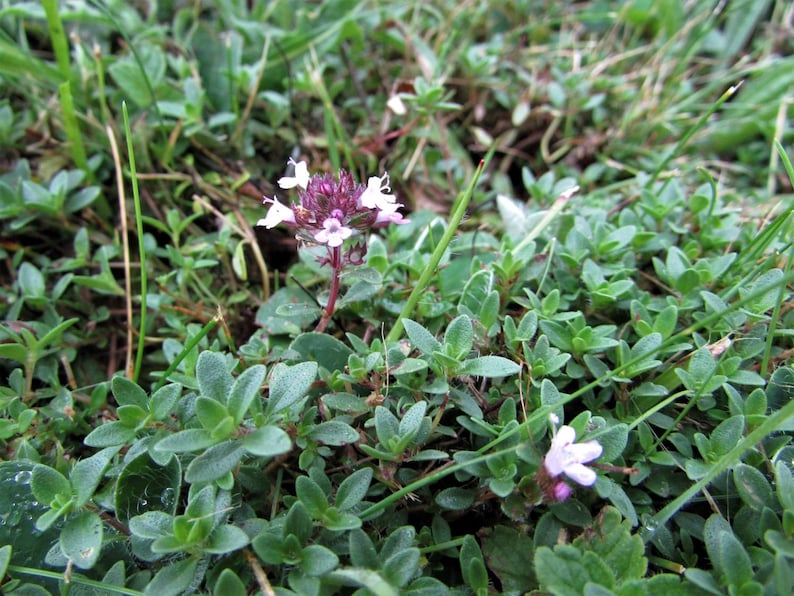 a close up of a small purple flower on a patch of grass