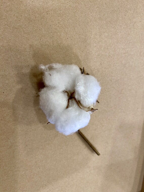 15 Handpicked Authentic Cotton Cotton Bolls Cotton Balls Etsy