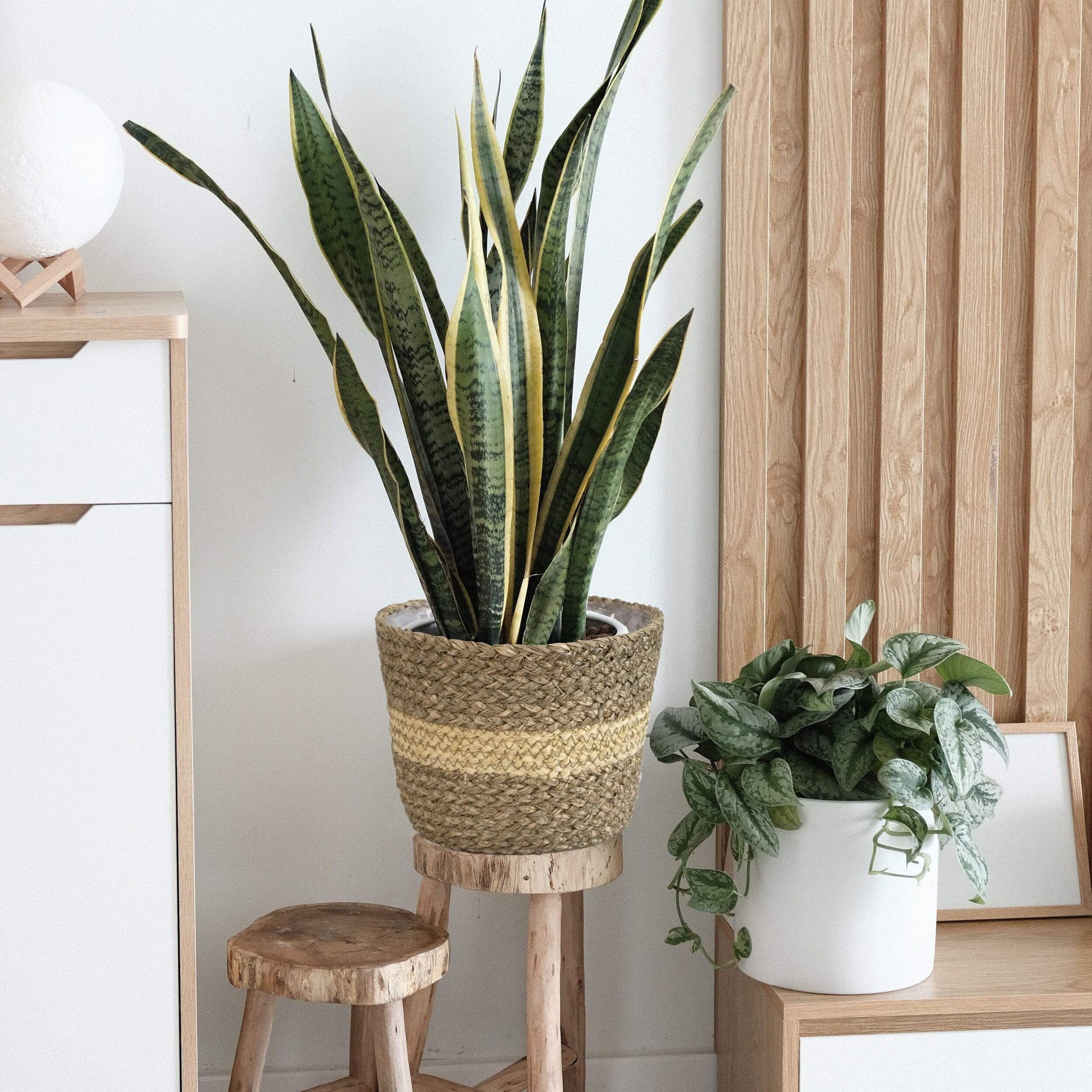 Set 3 Jardineras de cestas forradas de plástico tejidas a mano | Etsy