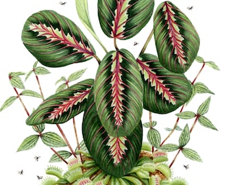 Maranta Art Print