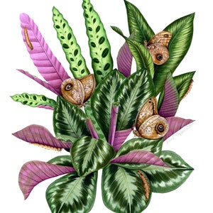 Calathea Art Print