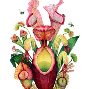 Carnivorous Plant Art Print