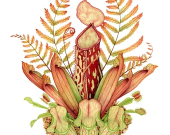 Puede incluir: Pintura acuarela de un grupo de plantas carnívoras en forma de jarra en tonos rojos, verdes y marrones. Las plantas están dispuestas en un círculo con una gran planta en forma de jarra en el centro. La pintura está sobre un fondo blanco.