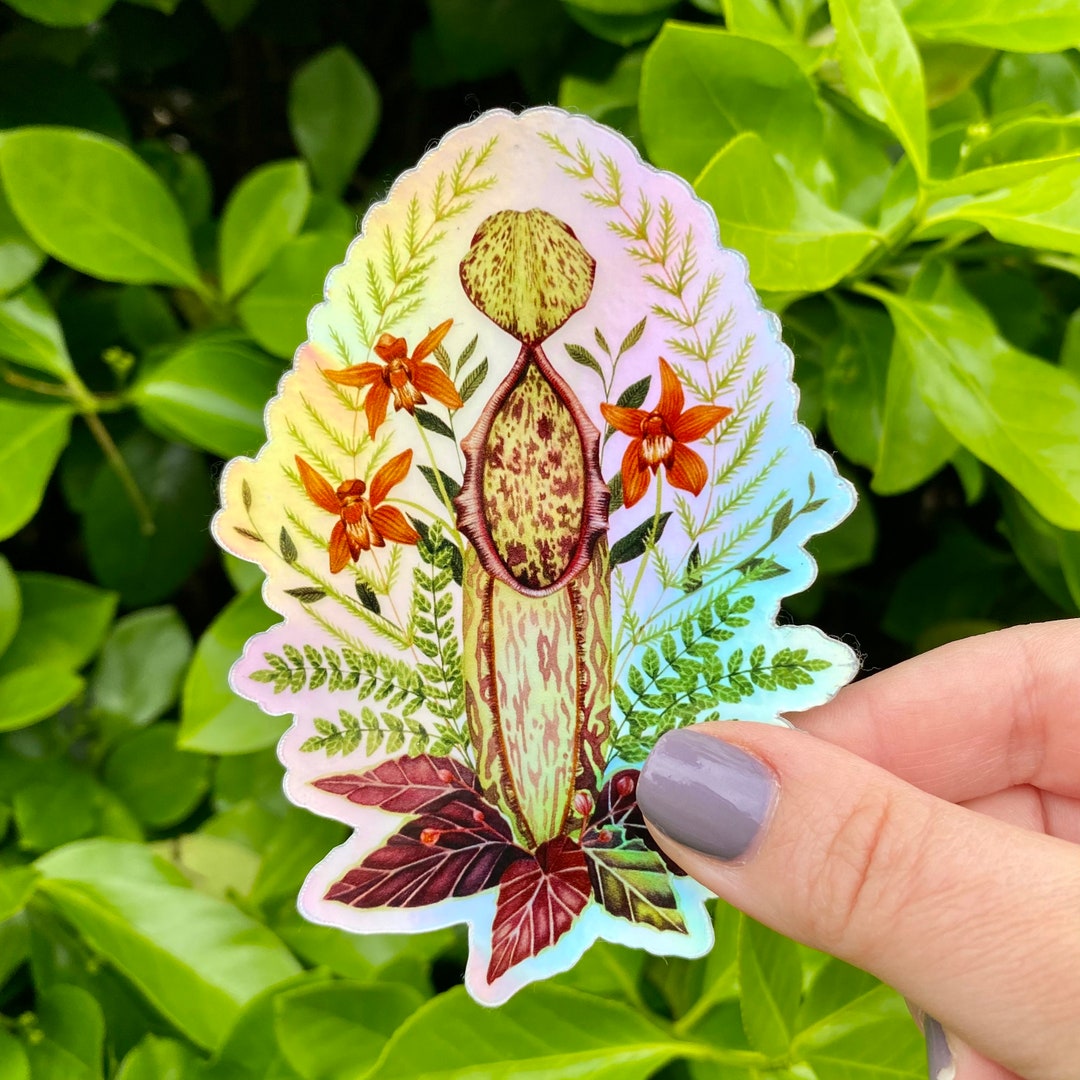 Botanical Holographic Vinyl Sticker | Maranta Plant | Die Cut Decal - Etsy