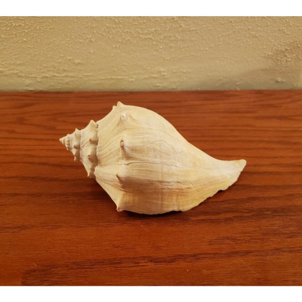 Vintage Conch Shell Medium Size 7" X 3" Nautical Decor