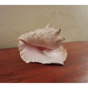 May include: A large queen conch shell featuring a smooth, pale pink interior and a textured, beige and tan exterior with prominent spines. The shell has a wide, flared lip and a spiral apex, showcasing natural organic curves and colour variations.