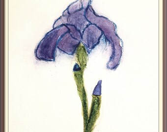 Iris