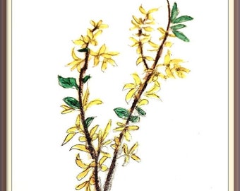 Forsythia