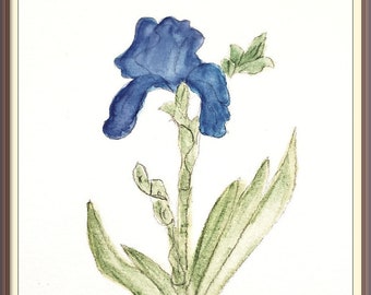 Blue Iris