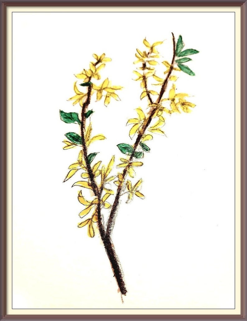 Forsythia image 1