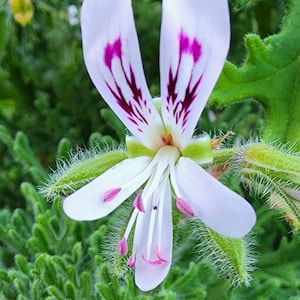 Scented Fuzzy Mint Rose Pelargonium Geranium Plant Starter Cutting