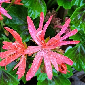 Grandad Mac Semi double Stellar Pelargonium Geranium Plant Starter Cutting