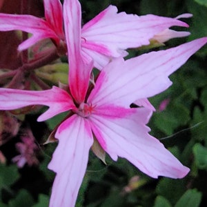 Stellar Fairy phlox Pelargonium Geranium starter plant cutting