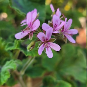 Hard to find Chocolate Mint scented Geranium Plant Starter Cutting