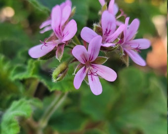 Hard to find Chocolate Mint scented Geranium Plant Starter Cutting