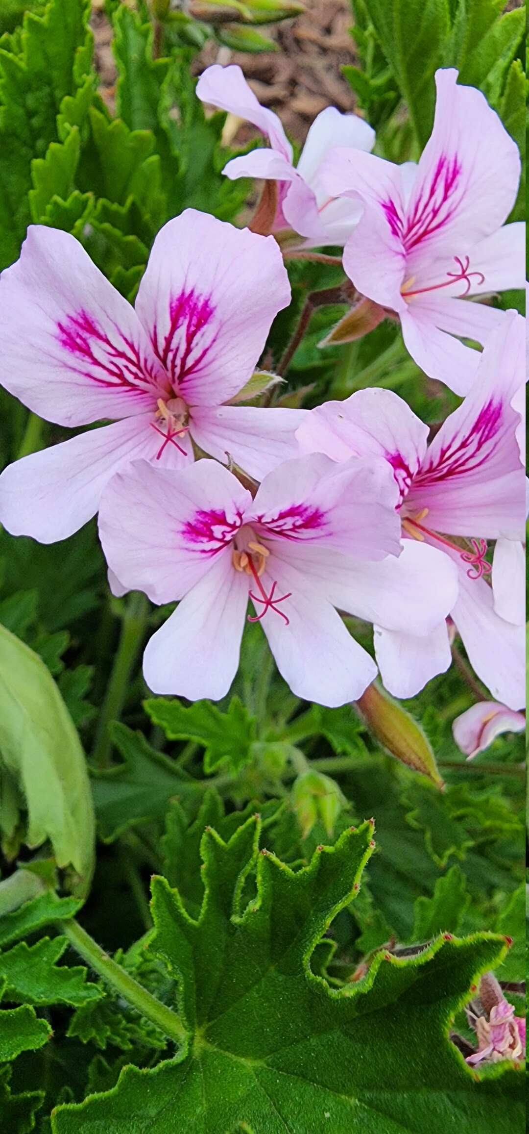 Intense Scented Geranium Lemon Balm Plant Starter Cutting Etsy