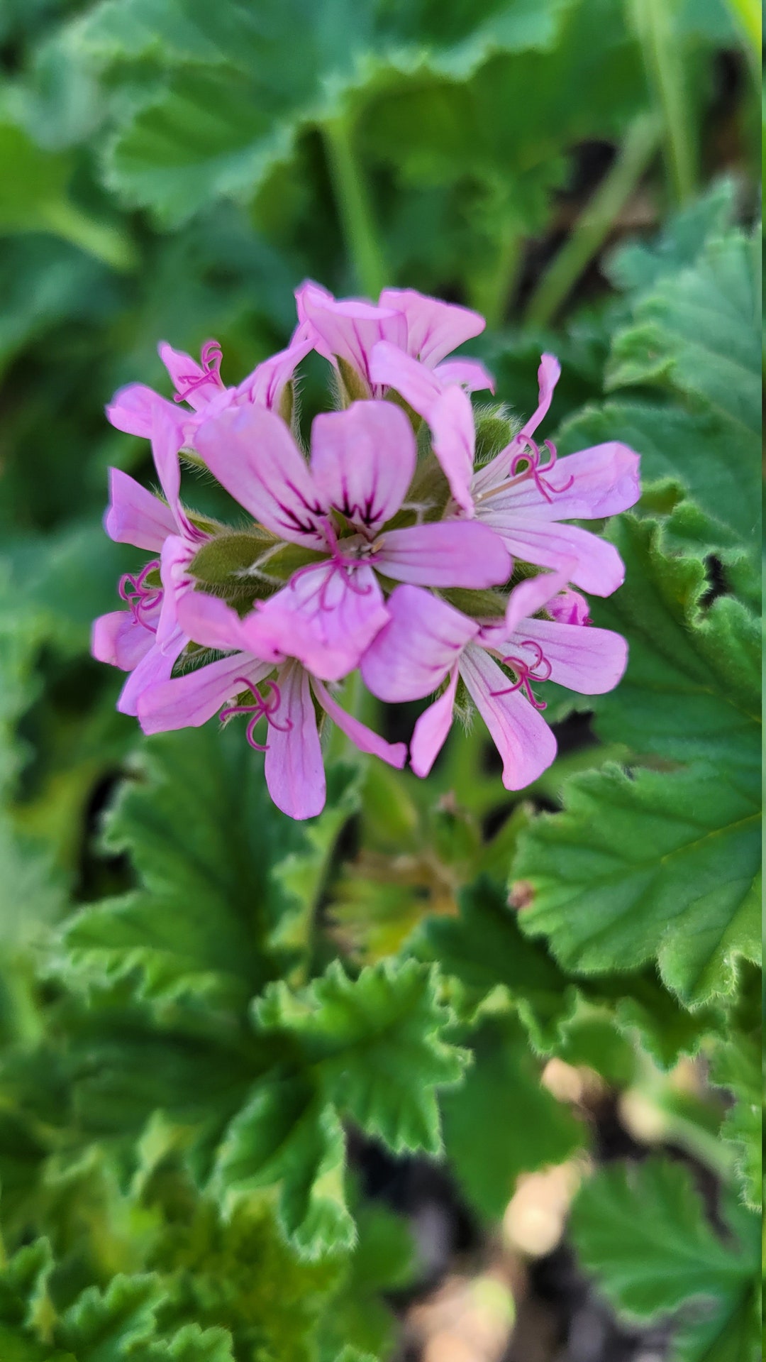Lovely Attar of Roses Scented Geranium Plant Starter Cutting Etsy