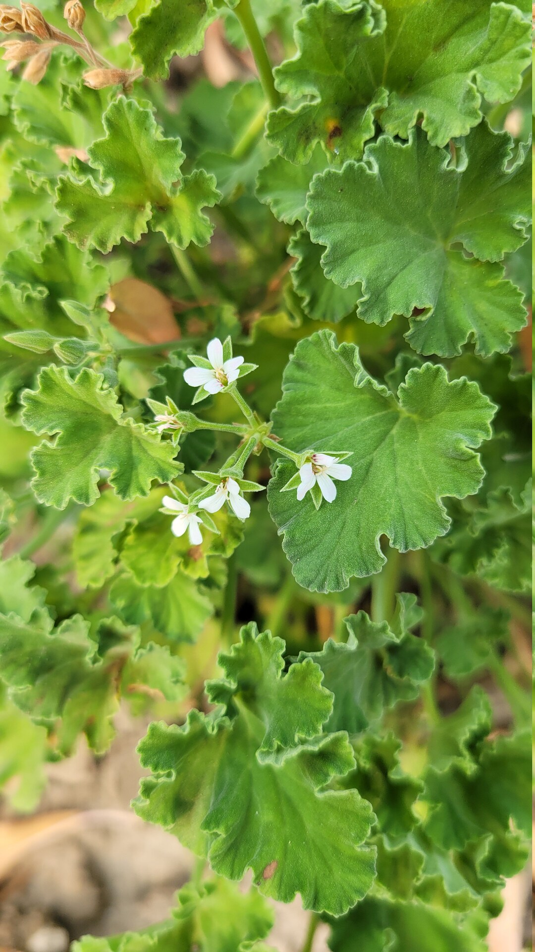 Delicate Fringed Apple Cider Scented Geranium Pelargonium Plant Starter