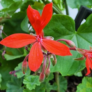Ivy Spotline Hotline Red Flower Trailing Pelargonium Geranium Plant Starter Cutting