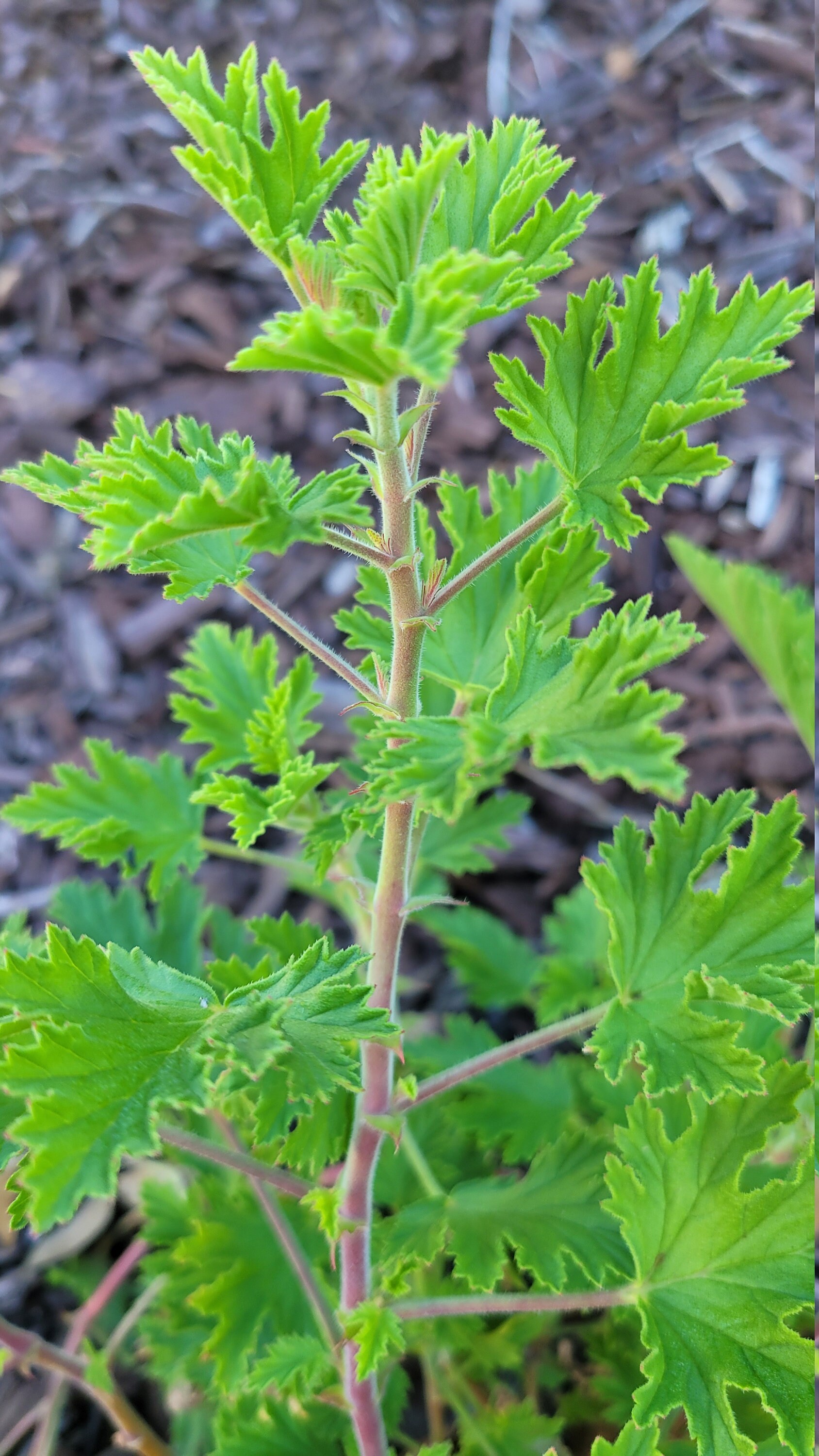 Intense Scented Geranium Lemon Balm Plant Starter Cutting Etsy